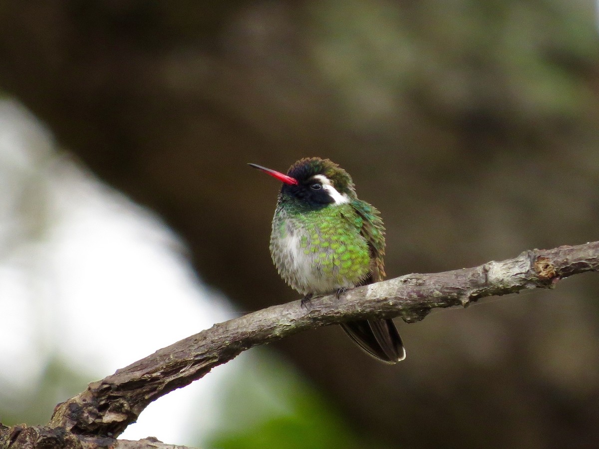 kolibřík bělouchý - ML42471211