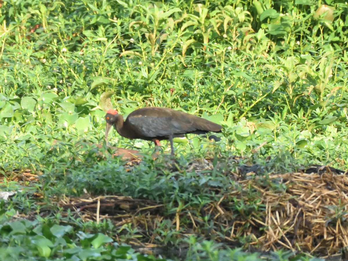 Red-naped Ibis - ML424712521