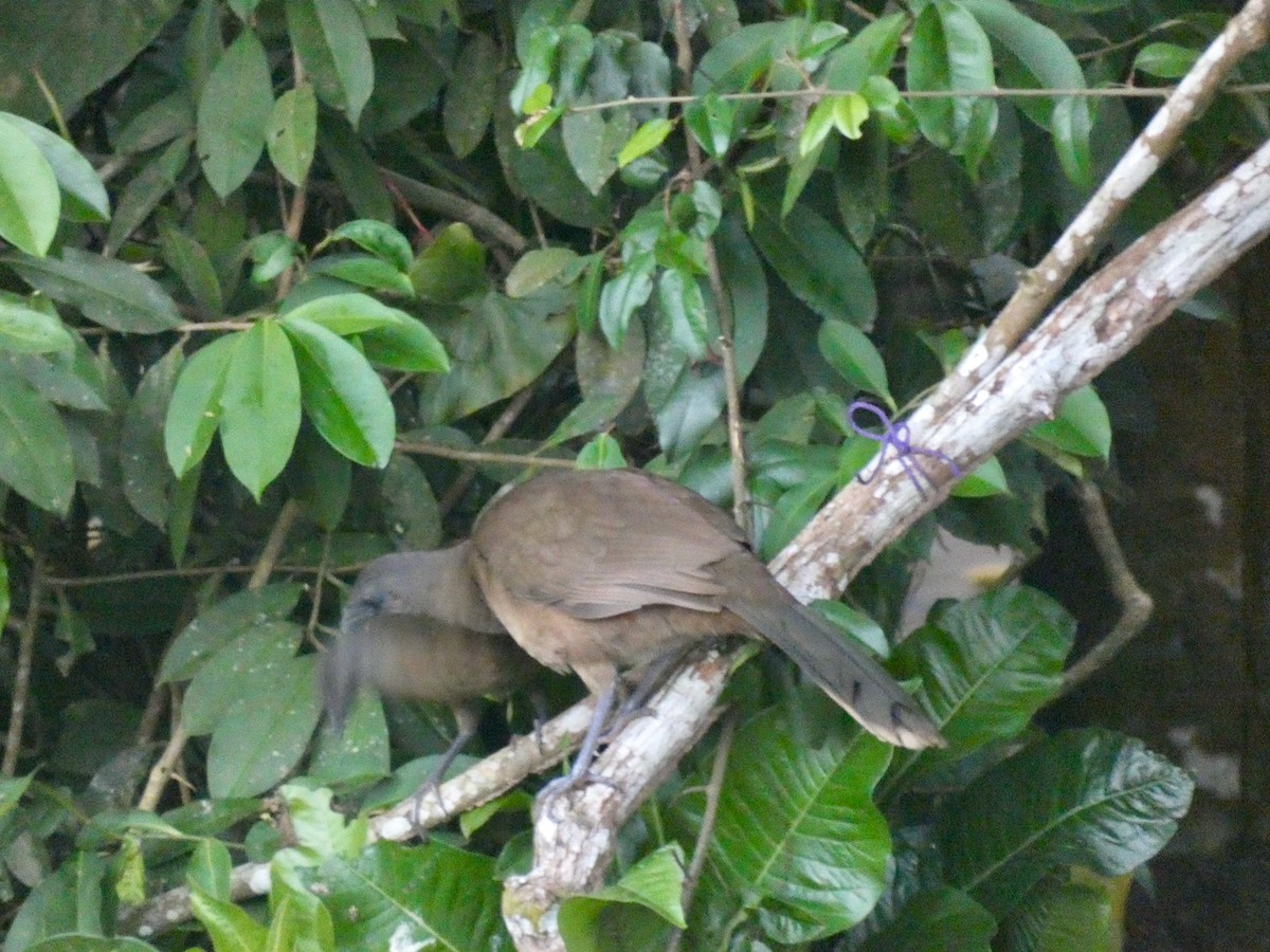 Plain Chachalaca - ML424713701