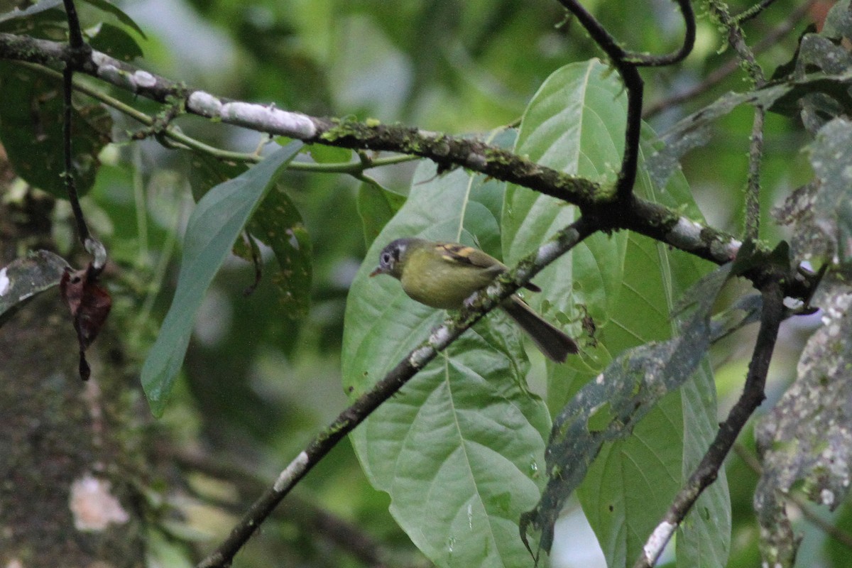 Variegated Bristle-Tyrant - ML42471371