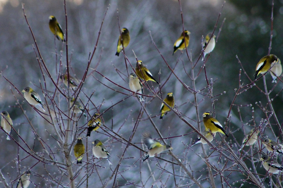 Evening Grosbeak - Jenn Megyesi