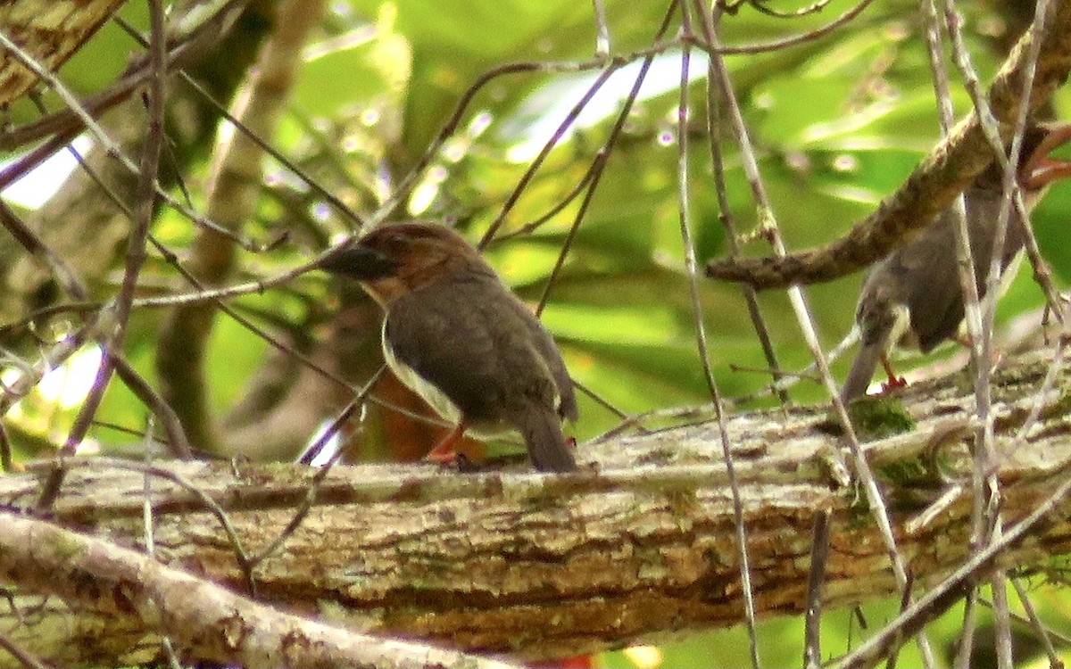 Sooty Barbet - GARY DOUGLAS