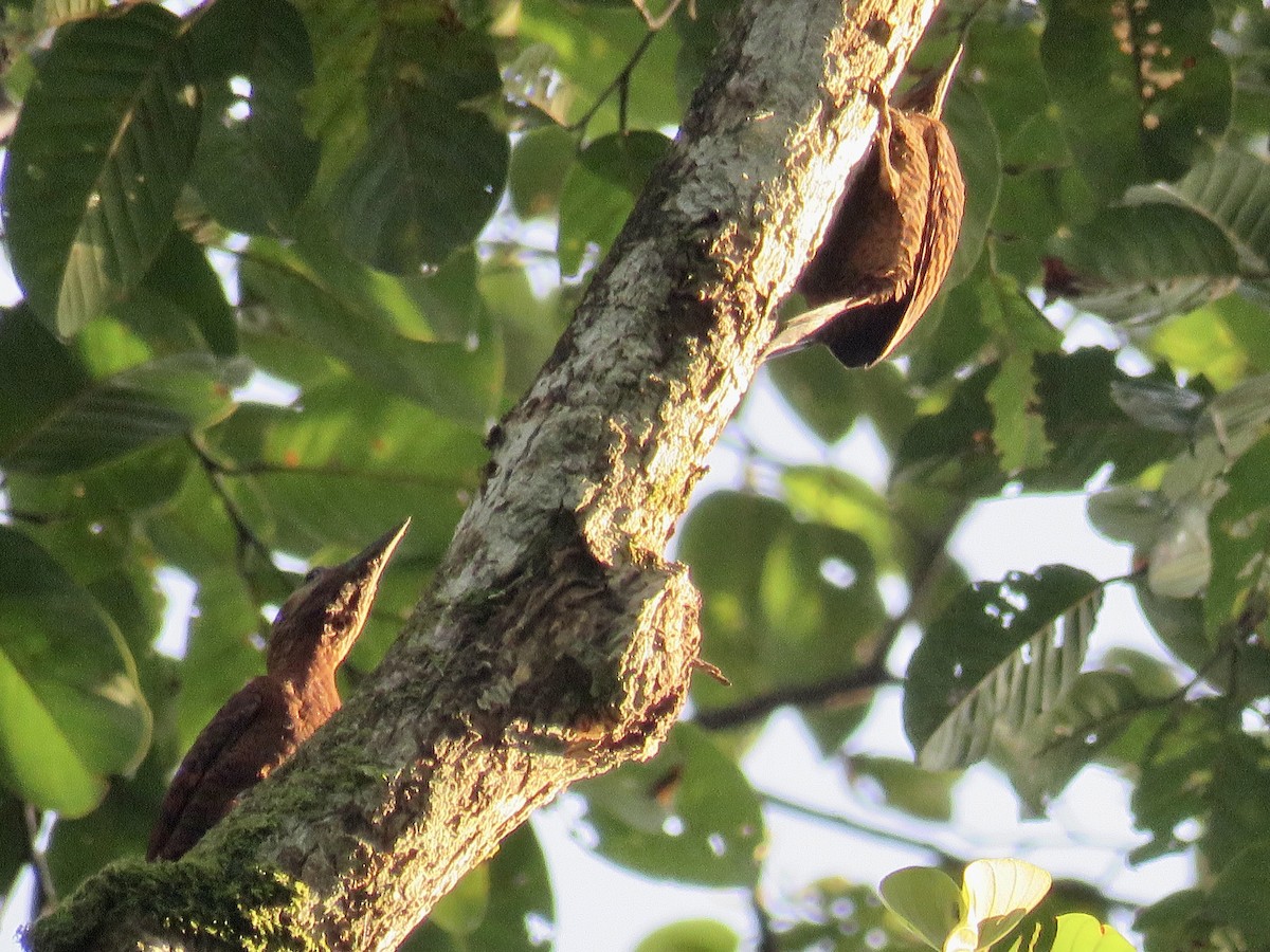 Rufous Woodpecker - ML424714331