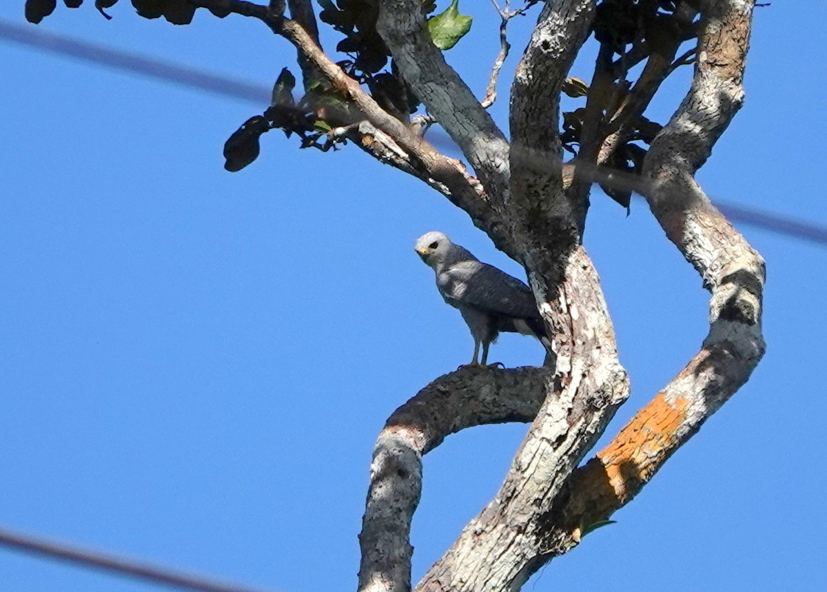 Gray-lined Hawk - jerry pruett