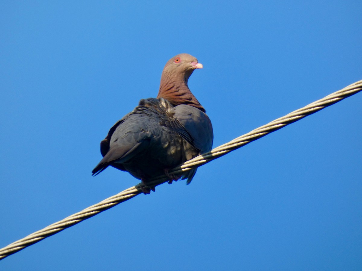Pigeon à bec rouge - ML424716711