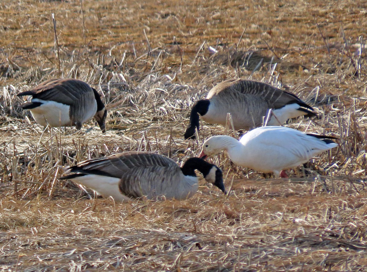 Snow Goose - ML424716831