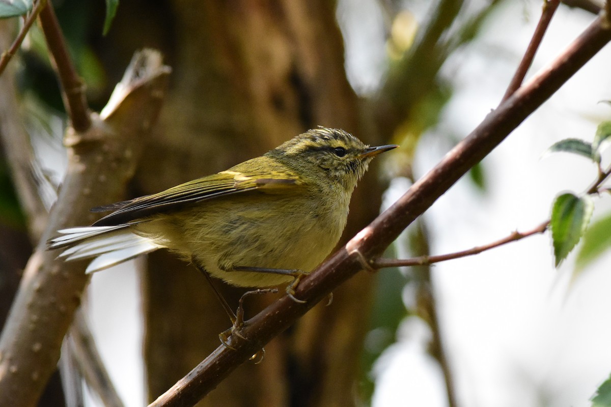 Buff-barred Warbler - ML424717131