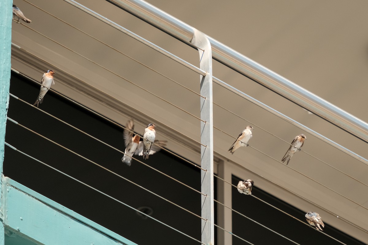 Welcome Swallow - ML424717251
