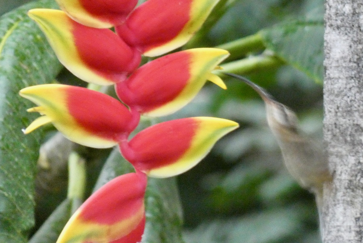 Long-billed Hermit - ML424717591