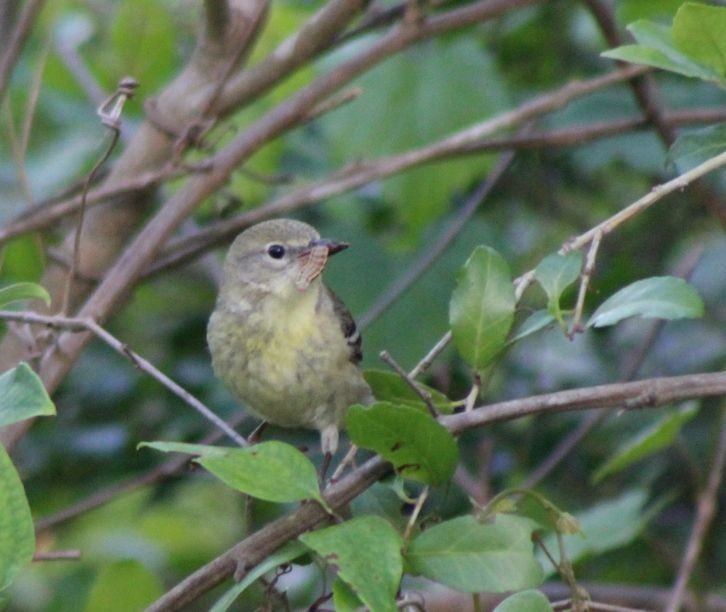 Pine Warbler - ML424718041