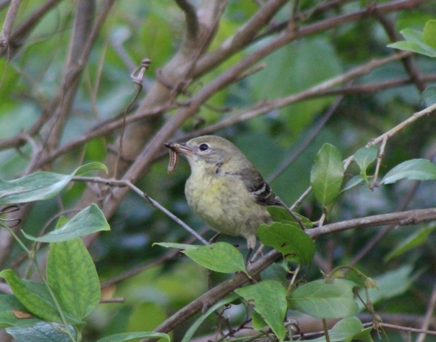 Pine Warbler - ML424718061