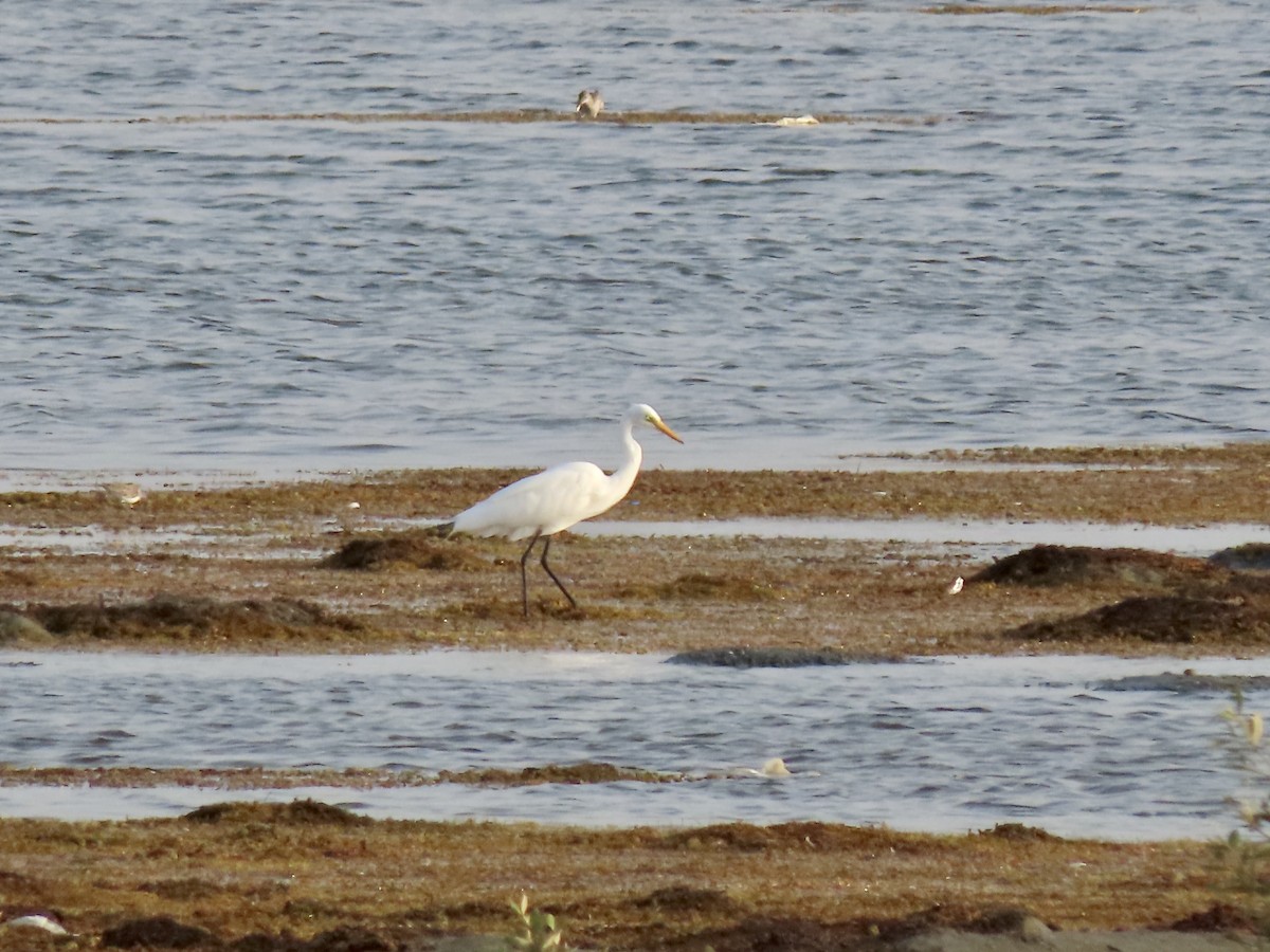 Yellow-billed/Medium Egret - Gregory Askew | Saudi Birding