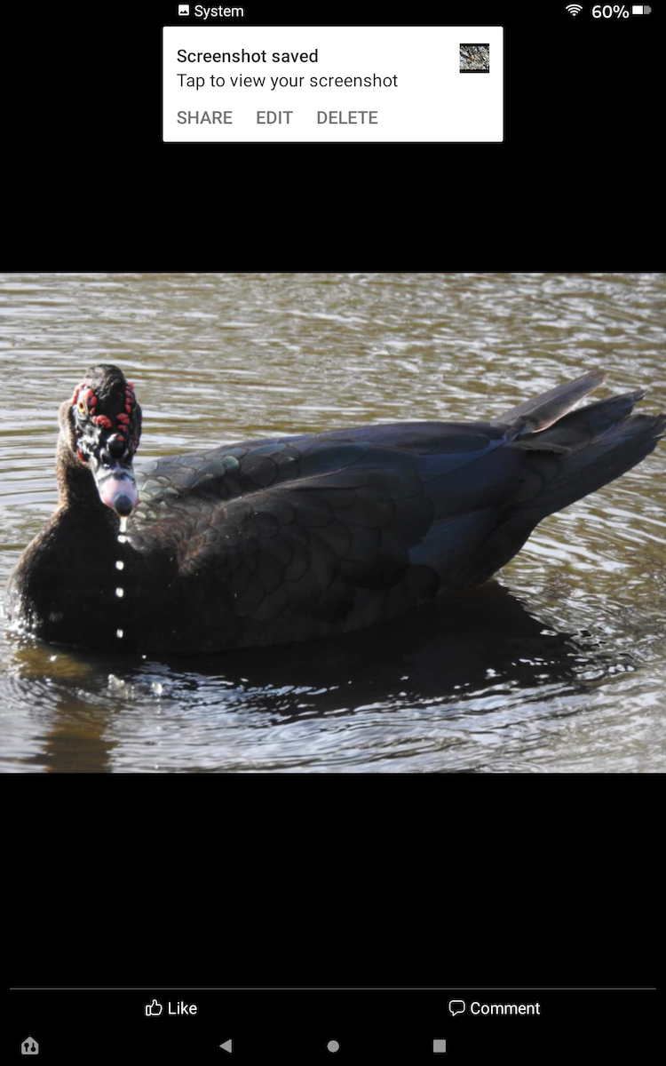 Muscovy Duck (Domestic type) - Rosemary Meredith