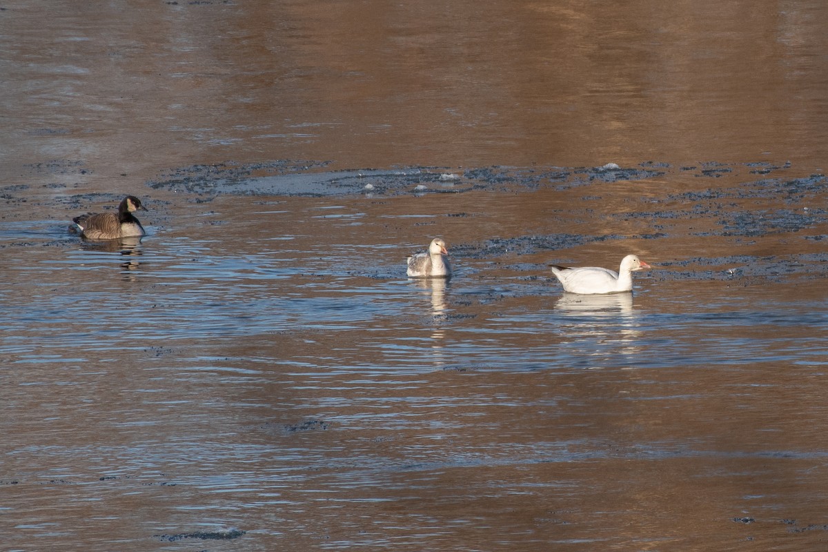 Snow Goose - ML424720071