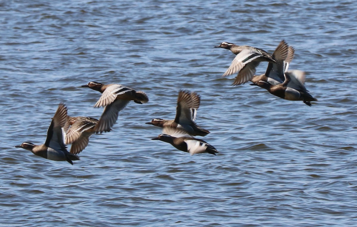 Garganey - ML424720651