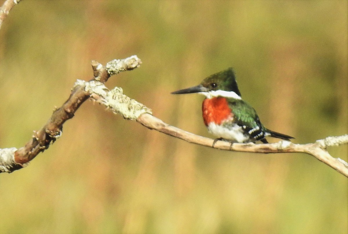 Green Kingfisher - ML424721511