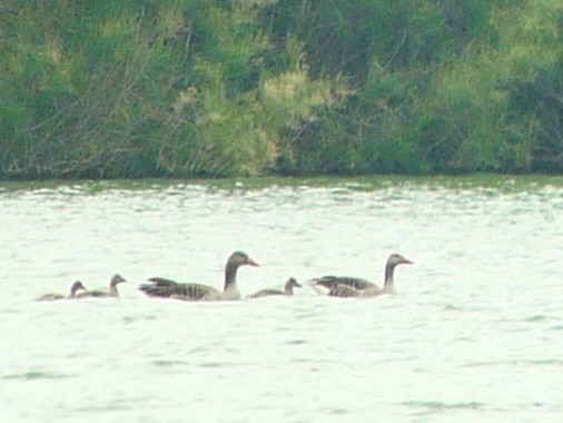 Graylag Goose - ML424722181