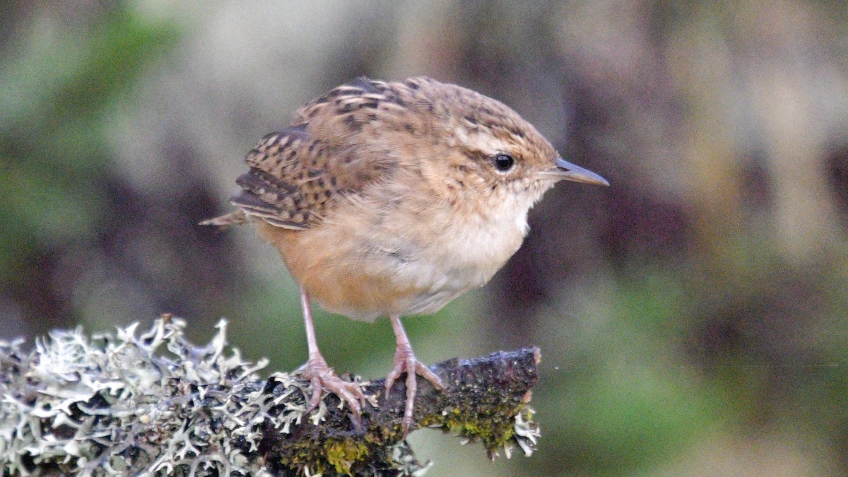 Grass Wren (Paramo) - ML424722701