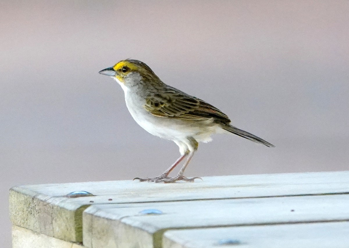 Yellow-browed Sparrow - ML424722941
