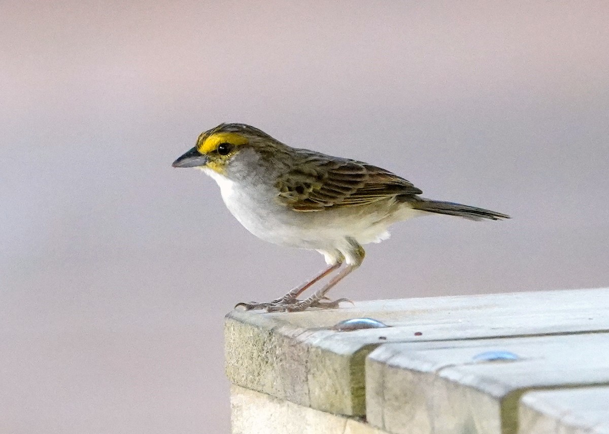 Yellow-browed Sparrow - ML424722981