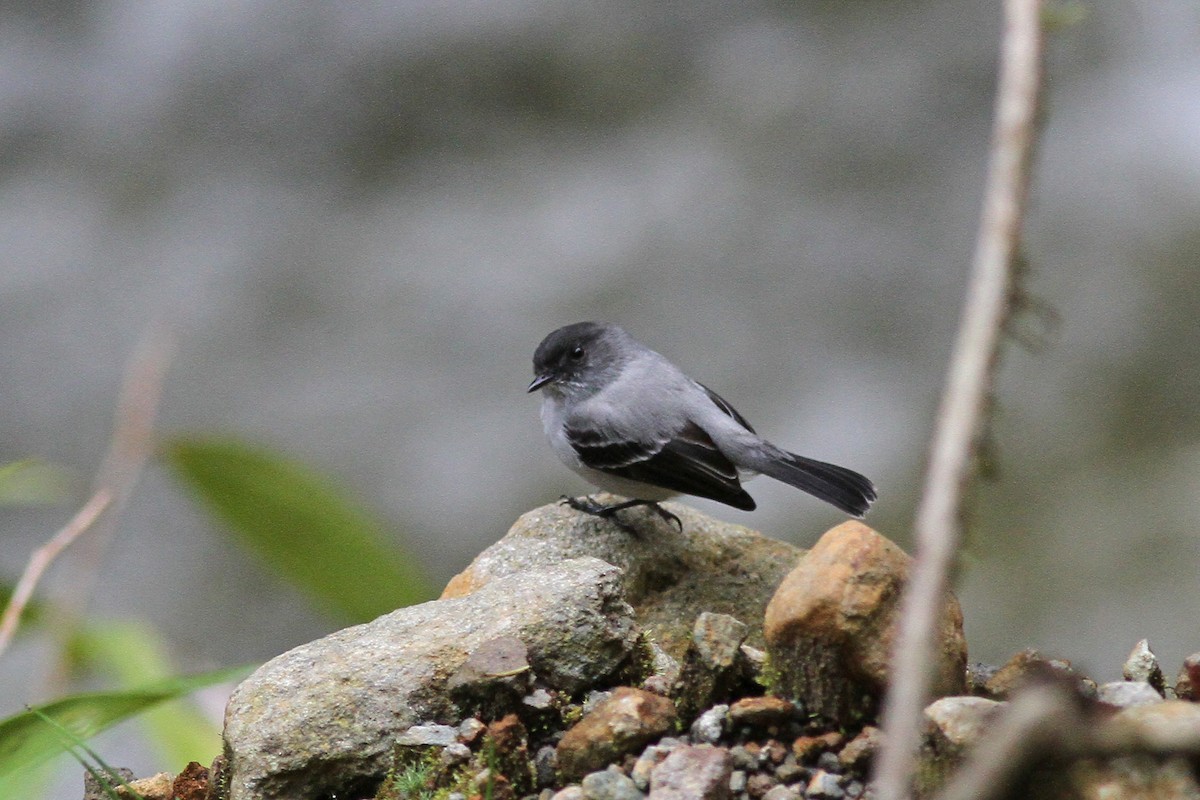 Torrent Tyrannulet - ML42472301