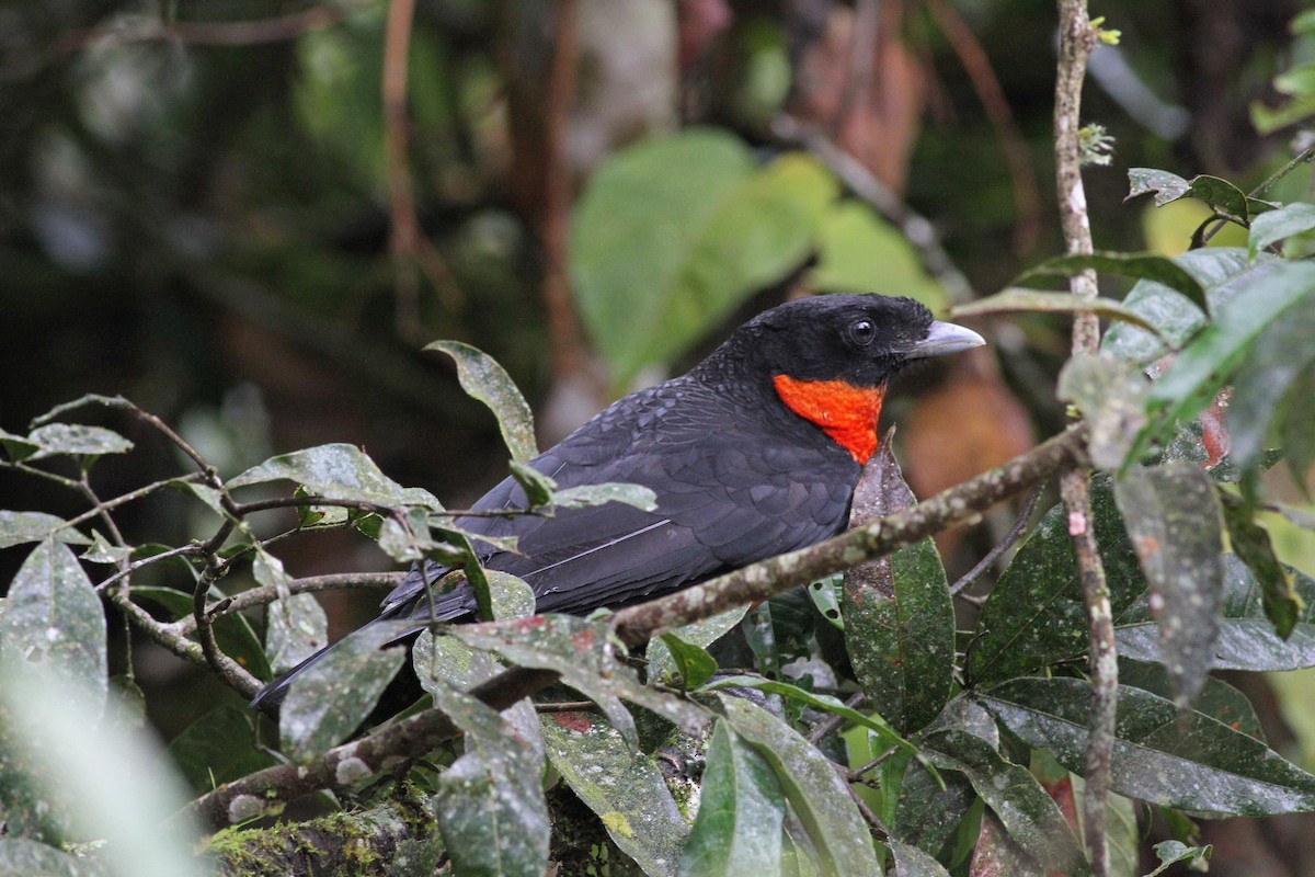 Red-ruffed Fruitcrow - ML42472371