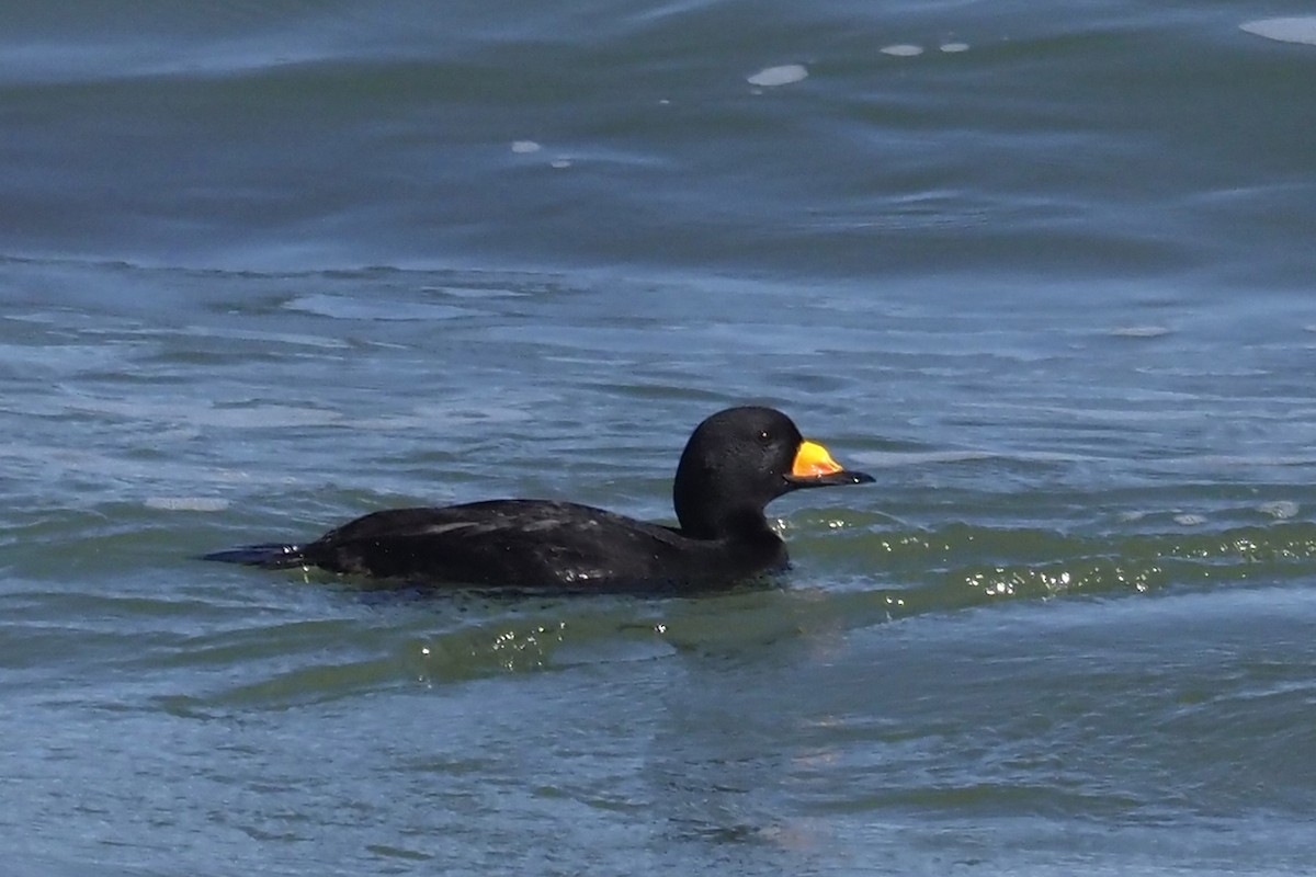 amerikasvartand - ML424724381