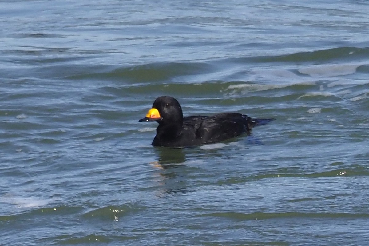 Black Scoter - Donna Pomeroy