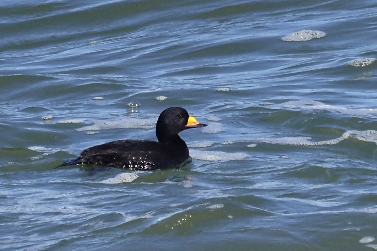 amerikasvartand - ML424724431