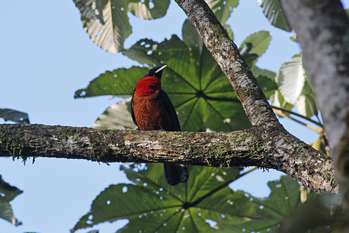 Red-ruffed Fruitcrow - ML42472501