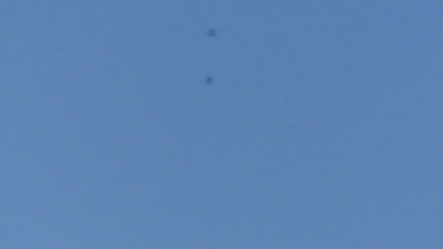 Malaysian Eared-Nightjar - ML424725291