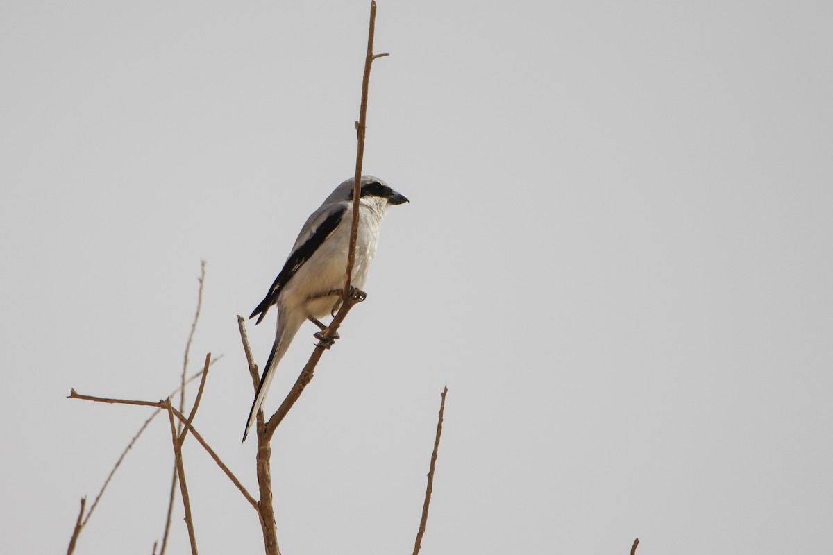 Great Gray Shrike (Arabian) - ML424725891