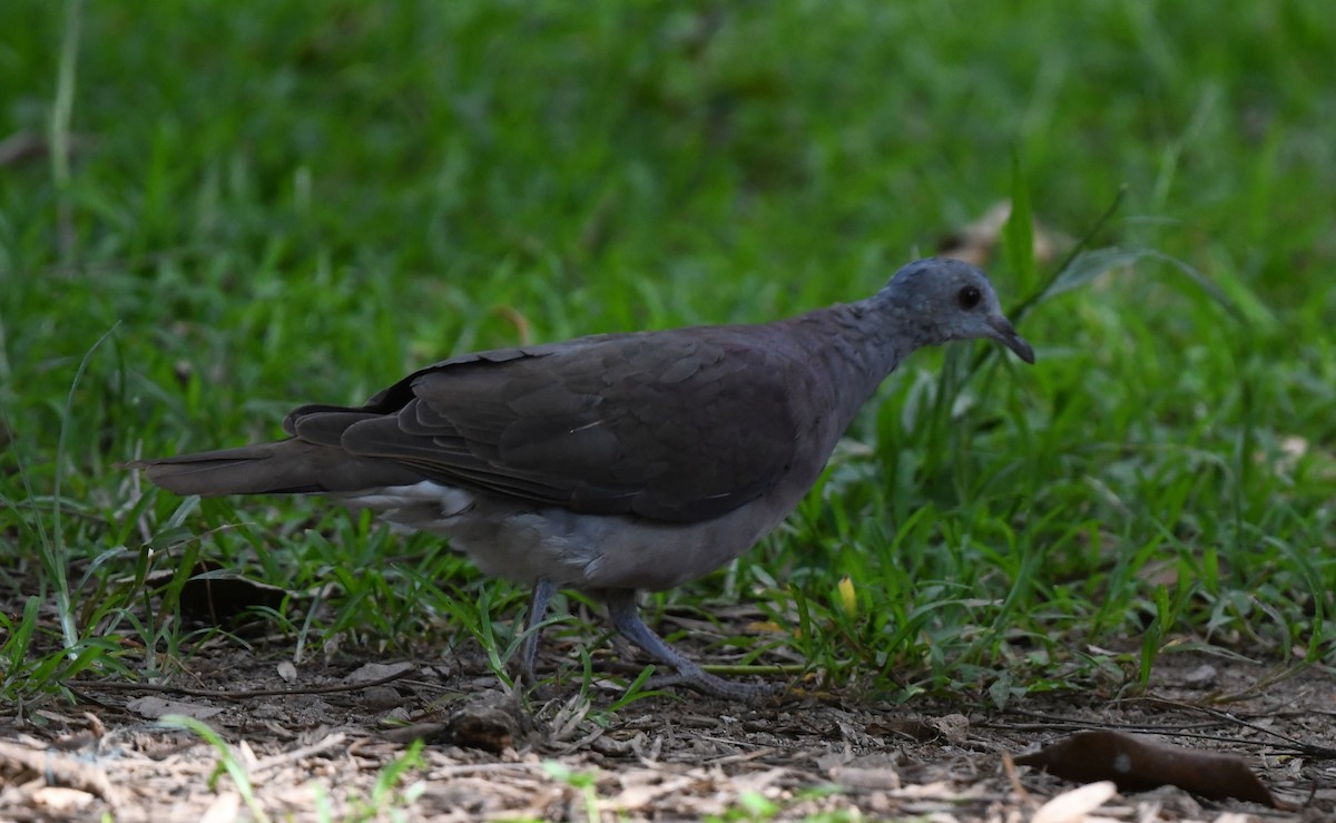 Pigeon de Madagascar - ML424726851
