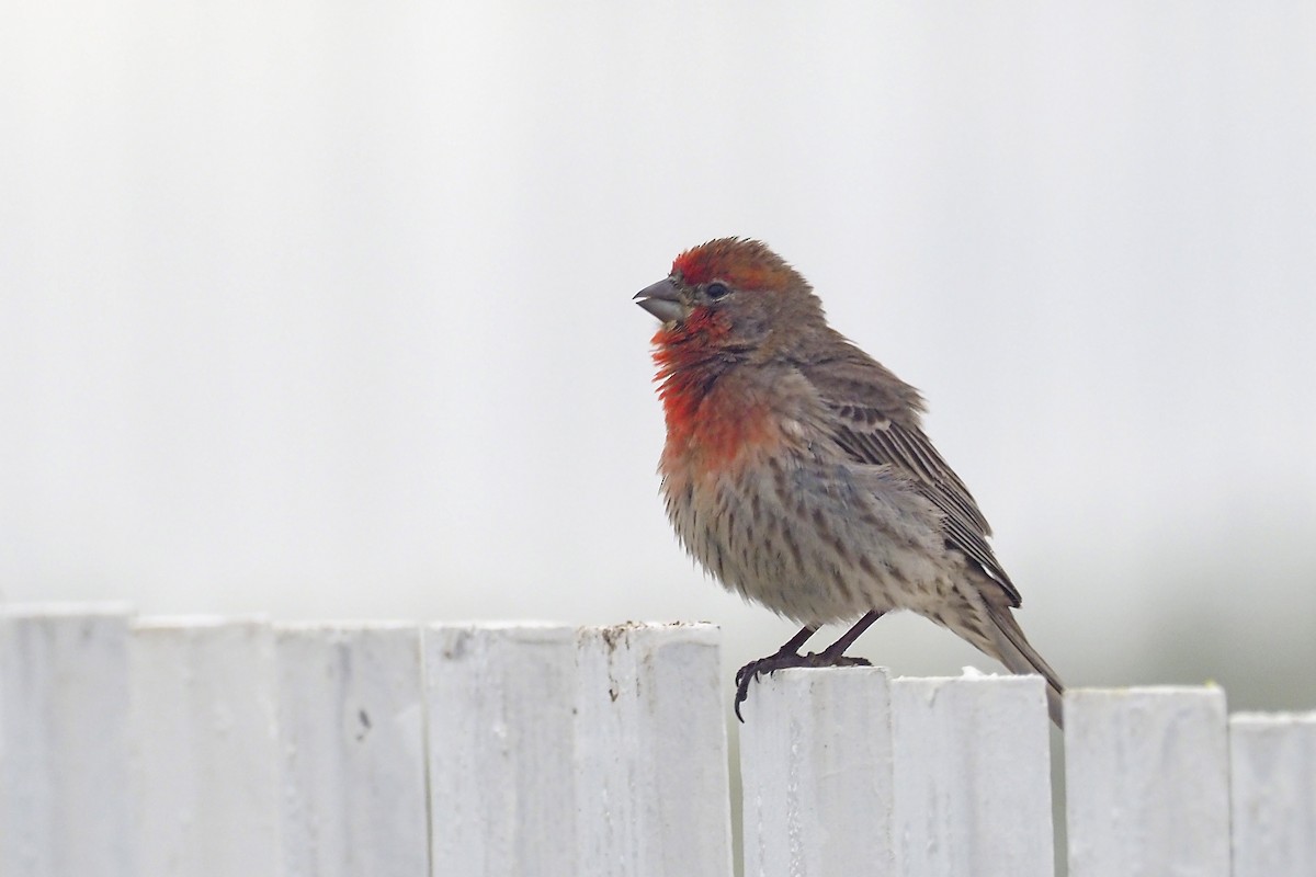 House Finch - ML424727351