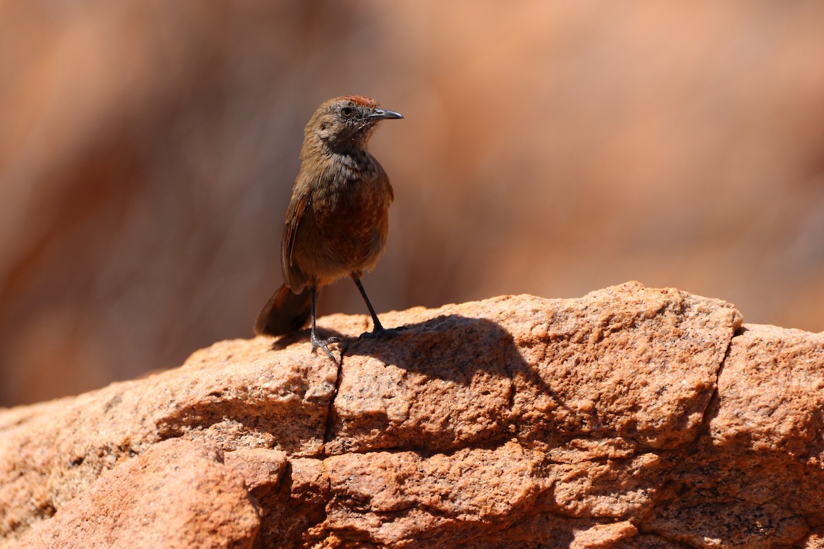 Kopje Warbler - Tobie Pretorius