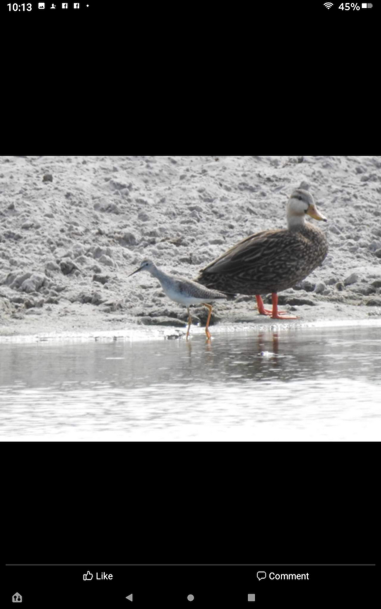 Lesser Yellowlegs - ML424728211