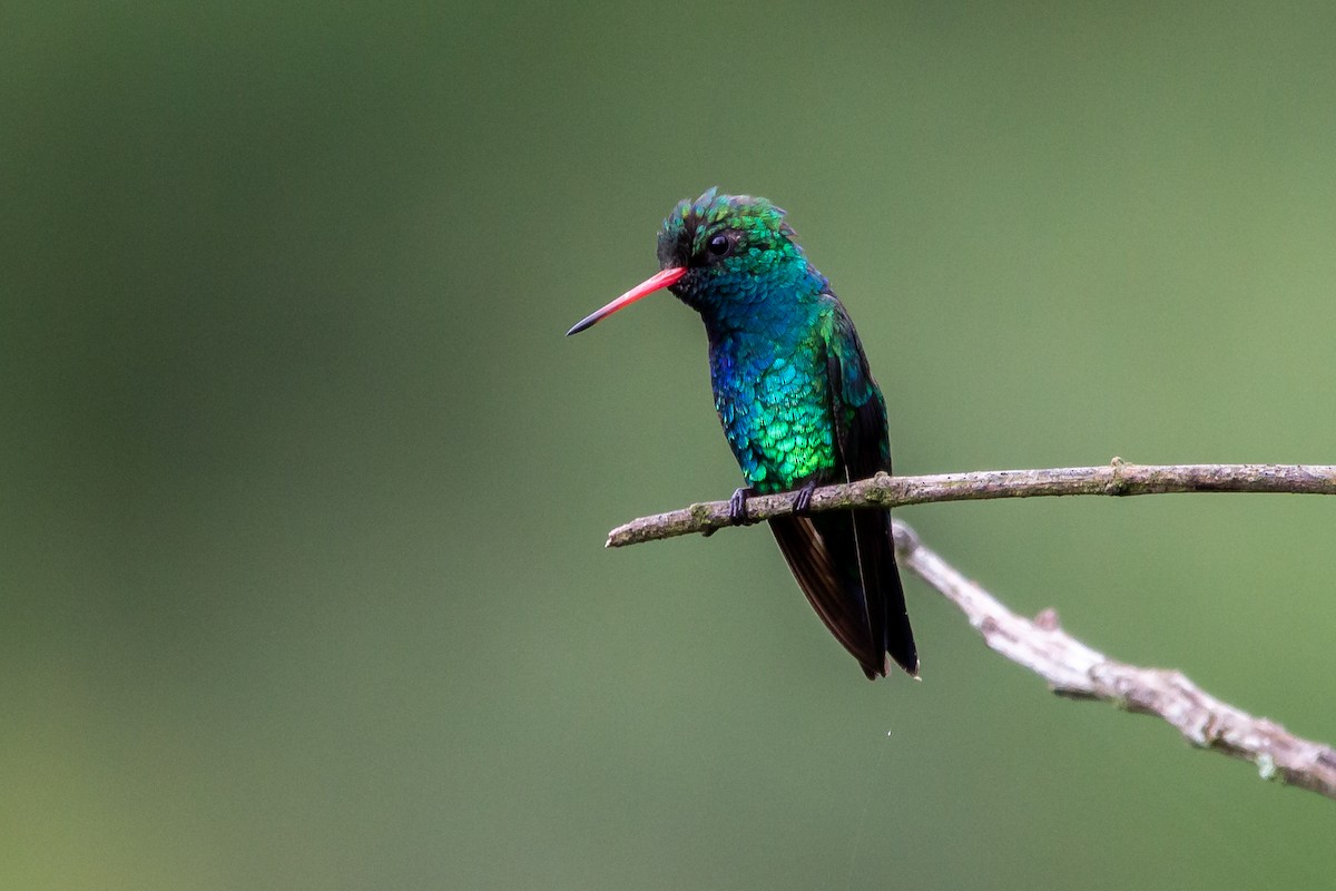 Glittering-bellied Emerald - ML424728641