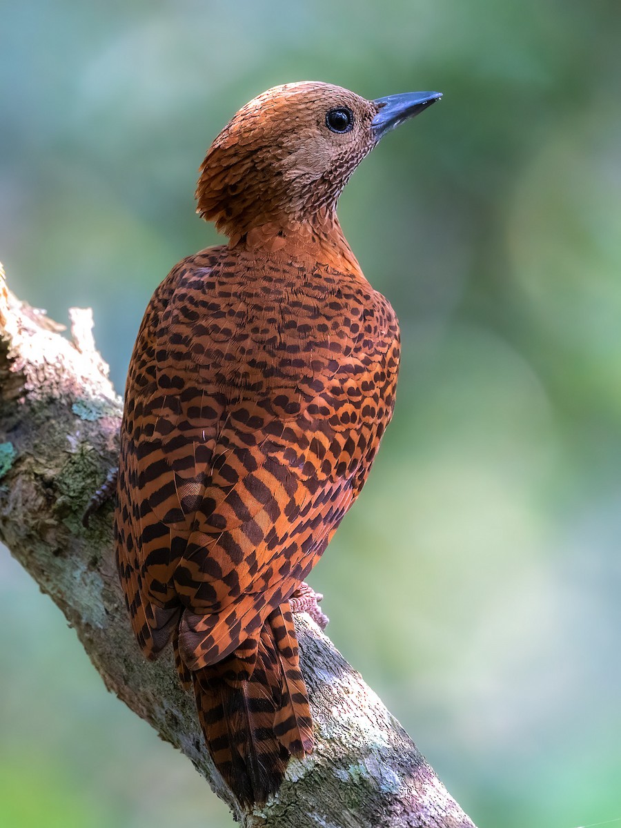 Rufous Woodpecker - ML424728731