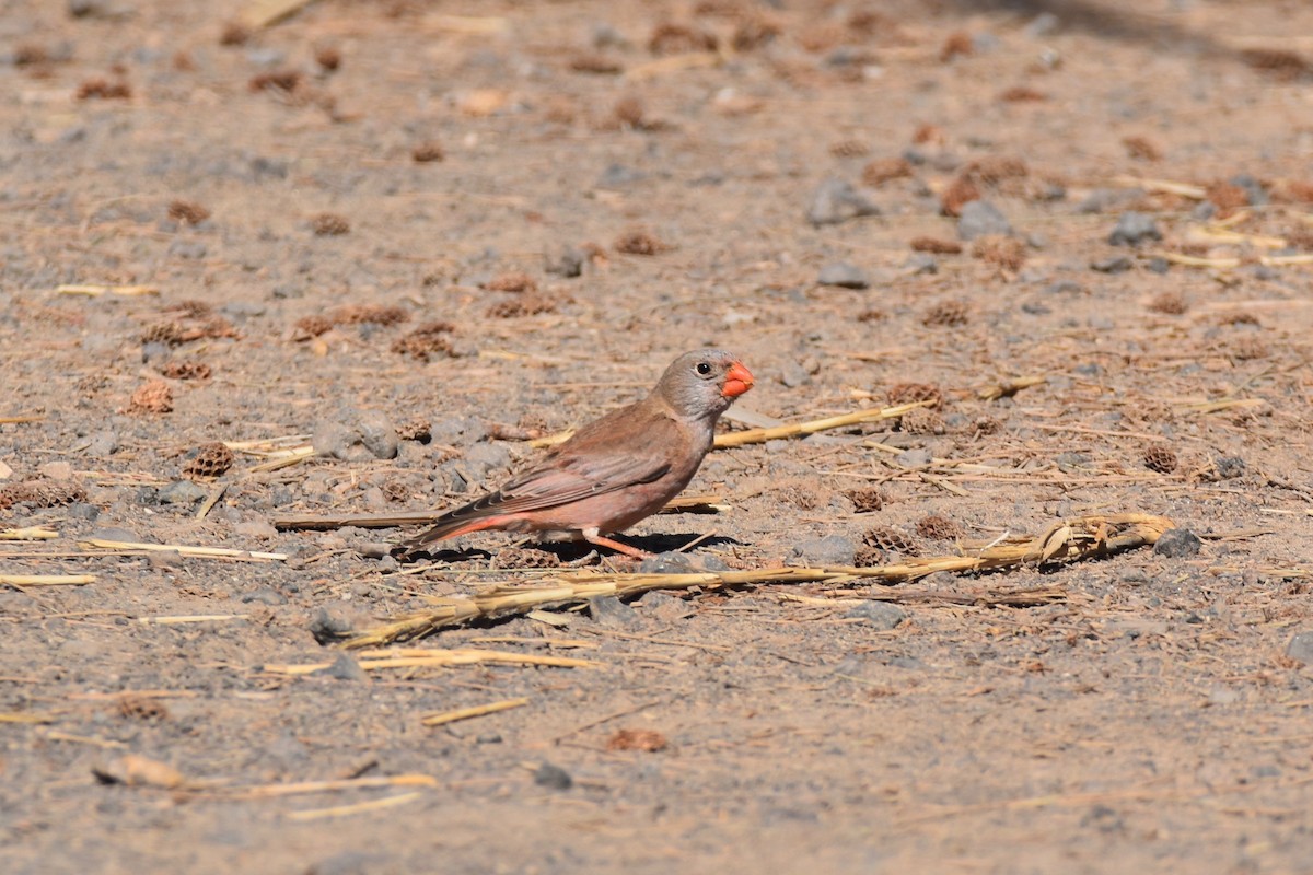 Trumpeter Finch - ML424730691