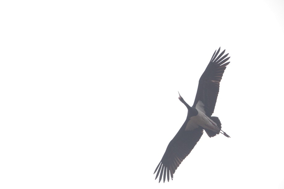 Black Stork - ML424731111