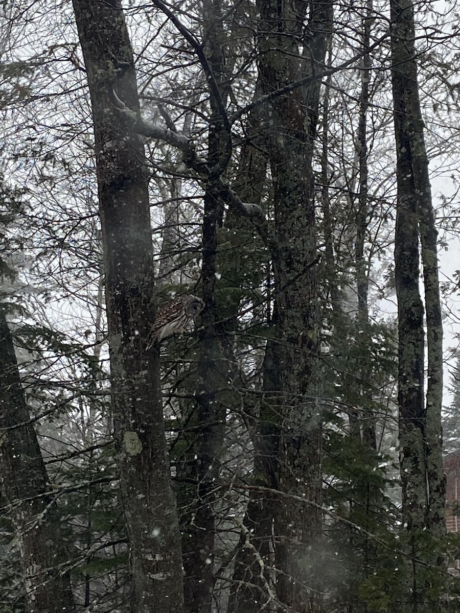 Barred Owl - ML424732301