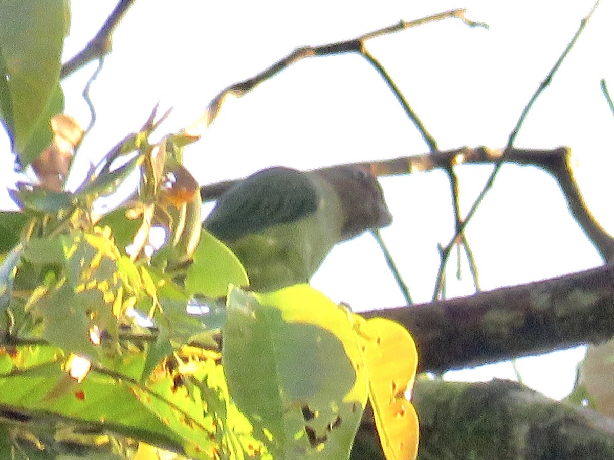 Blue-rumped Parrot - ML424732721