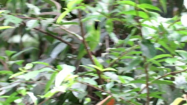 Greater Green Leafbird - ML424733521