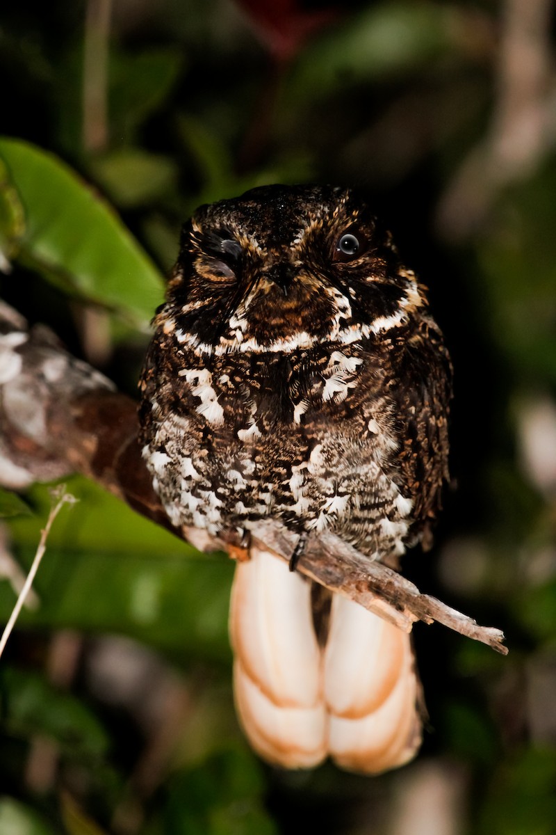 Yucatan Nightjar - ML424733601