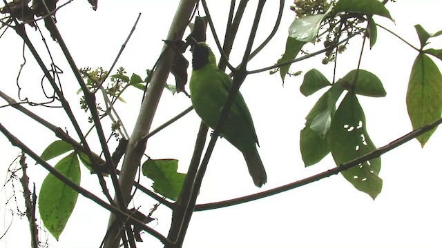 Greater Green Leafbird - ML424736991