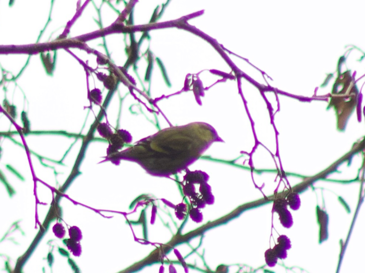 Eurasian Siskin - Arthur Six- -Mommeja