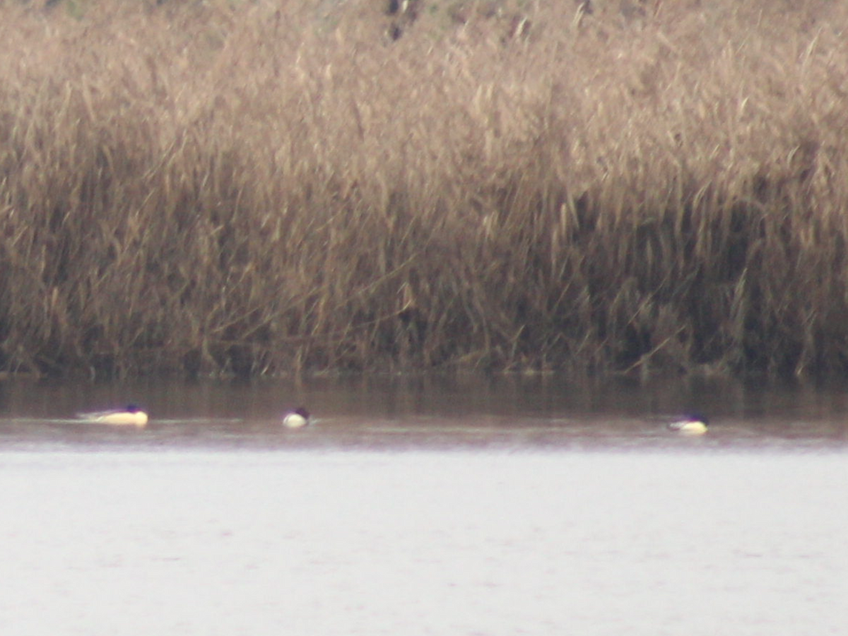 Common Merganser - Arthur Six- -Mommeja