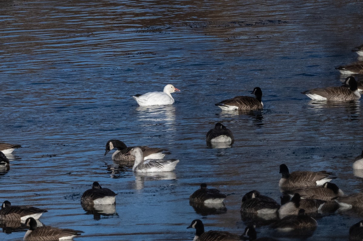 Snow Goose - ML424741081