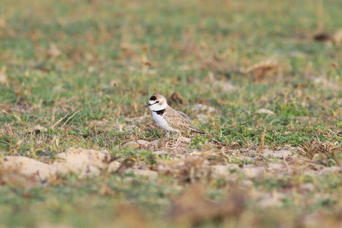 Collared Plover - ML424742411