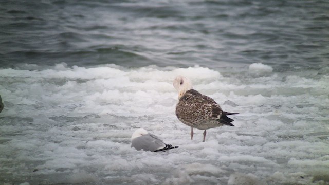 Great Black-backed Gull - ML424743111